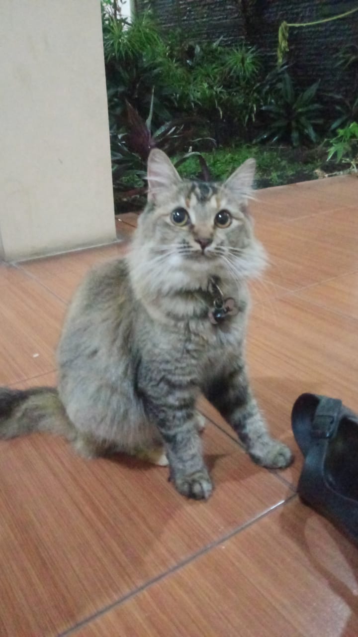 cat